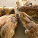 Illustration for article titled Bunny Island Is Cute, Furry, and Depressing